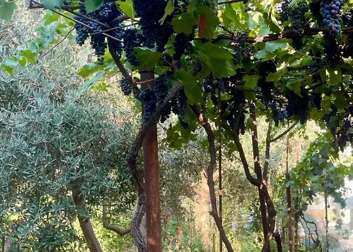 Ziu Dom wakacyjny Dimal