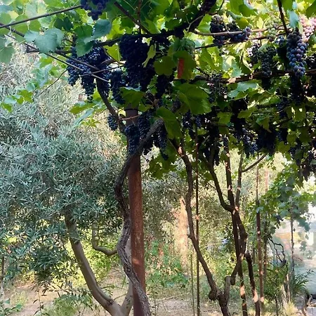 Ziu בית נופש Dimal